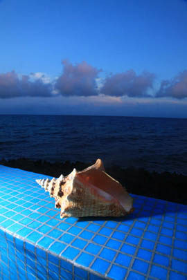 Roatan infinity shell